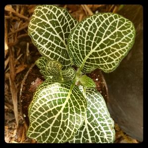 Nerve Plant  3" Pot Size (Rooted)